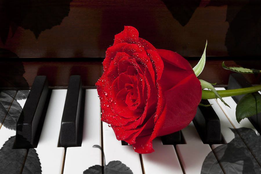 red-rose-on-piano-garry-gay_zpsef1fa797 Pictures, Images and Photos