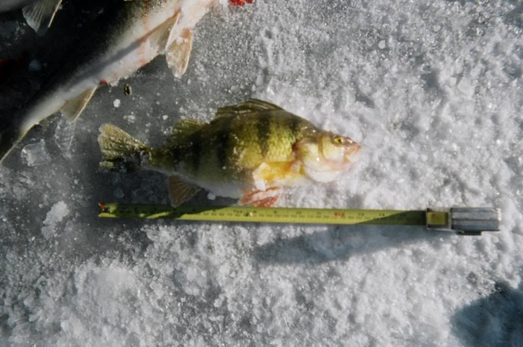 Fishing at Lesser slave lake Alberta Outdoorsmen Forum