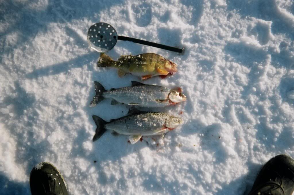 Fishing at Lesser slave lake Alberta Outdoorsmen Forum