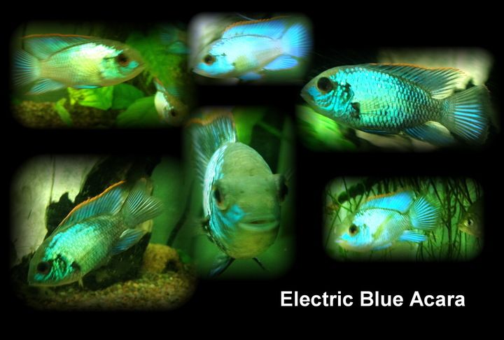 Electric Neon Blue Acara photo NeonBlueACARA_zpseb13b3b3.jpg