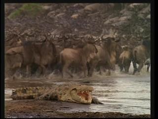 PDVD 003 43 - África: El Serengueti [IMAX] (2003) [DVD5]