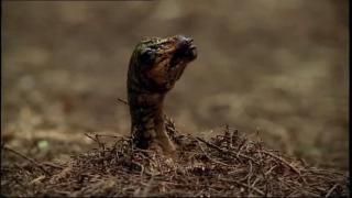 PDVD 004 3 - Caminando entre Dinosaurios [BBC] (1999) [DVD5]