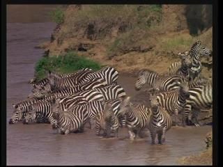 PDVD 004 36 - África: El Serengueti [IMAX] (2003) [DVD5]