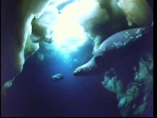PDVD 004 43 - La Antártida [IMAX] (1999) [DVD5]