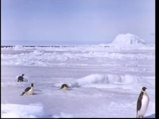 PDVD 005 42 - La Antártida [IMAX] (1999) [DVD5]