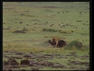 PDVD 006 33 - África: El Serengueti [IMAX] (2003) [DVD5]