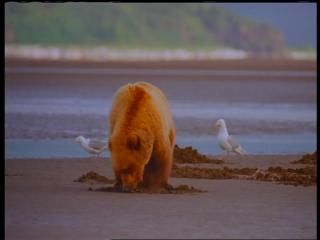 PDVD 006 41 - Alaska - Espíritu Salvaje [IMAX] (1999) [DVD5]