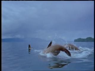 PDVD 007 40 - Alaska - Espíritu Salvaje [IMAX] (1999) [DVD5]