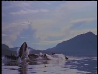 PDVD 008 41 - Alaska - Espíritu Salvaje [IMAX] (1999) [DVD5]