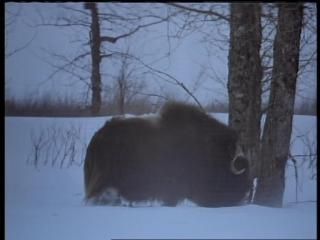 PDVD 010 38 - Alaska - Espíritu Salvaje [IMAX] (1999) [DVD5]