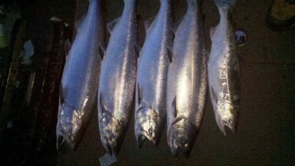 lake michigan chinook salmon fishing results