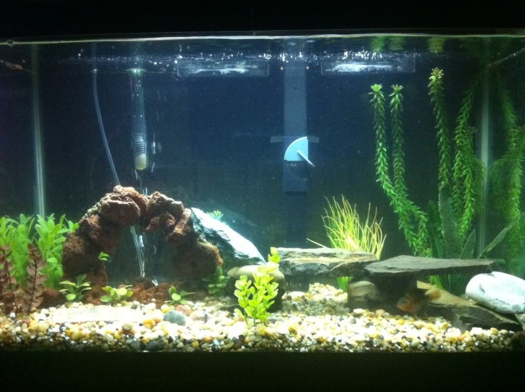 Jack Dempsey Tank Mates? Tropical Fish Forums