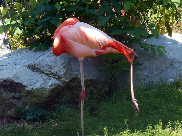 flamingosm_zps5beda07c.jpg