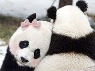 panda animali in via di estinzione foto animali immagini