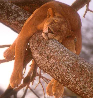 foto animali immagini divertenti animali leone che dorme sull’albero gatto