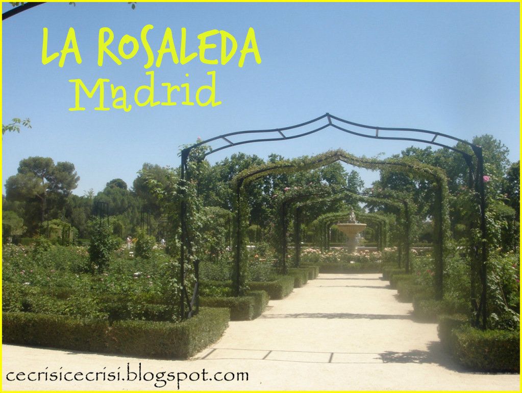 Madrid  roseto Il parco del Retiro