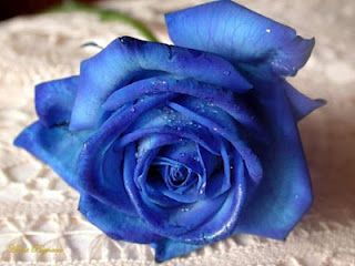  photo blue rosa blu angelo angioletto celeste uccellino blu celeste azzurro fragola blu 