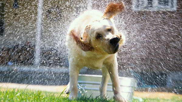 cane bagnato foto cane imagine animali cani cane che si scrolla