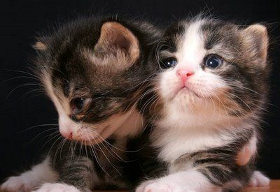 Gatto, gattino, micio, miciotto, micetta, micio piccolo, mamma gatta, foto gatto, immagini gatti