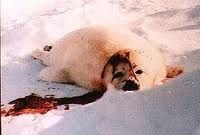  foto animali abuso animali sfruttamento animali cavalla ippica biz macello cavalla carne equine vegetariano strage foca pelle pelliccia foca cane cani carne cane 