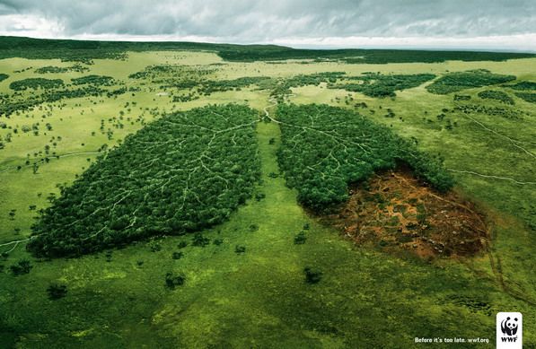 Deforestazione, meglio I libri digitali