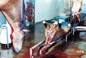  foto animali abuso animali sfruttamento animali cavalla ippica biz macello cavalla carne equine vegetariano strage foca pelle pelliccia foca cane cani carne cane 