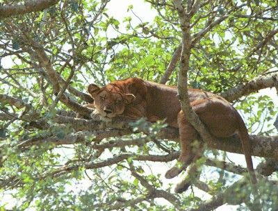  foto animali immagini divertenti animali leone che dorme sull’albero gatto 