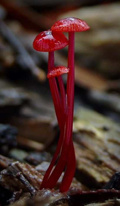 foto fungo funghi rossi