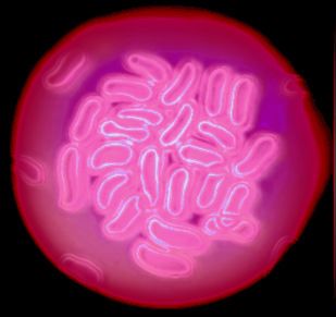 arte digitale fotografia picasa batterio virus